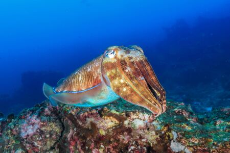 Pharaoh Cuttlefish on a deep tropical coral reefの写真素材