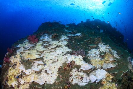 Environmental Damage - Widespred coral bleaching on a tropical reef caused by climate change and warming sea temperaturesの写真素材