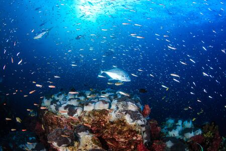 Tropical fish on a beautiful coral reef at Richelieu Rock, Surin Islandsの写真素材