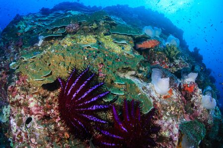 Predatory Crown of Thorns Starfish feeding on and damaging a tropical coral reefの写真素材