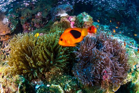 Family of Red Saddleback Anemonefish (Clownfish) in their host anemone on a tropical coral reef (Richelieu Rock, Surin Islands, Thailand)の写真素材