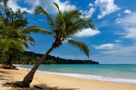 Coconut Palm Trees on a beautiful tropical beach with a blue sky backgroundの写真素材