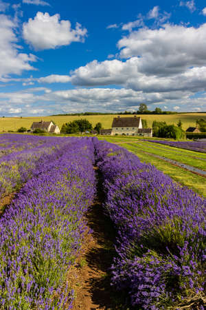 Beautiful purple colored Lavender flowers in rural farmland (Cotswolds, England)の写真素材