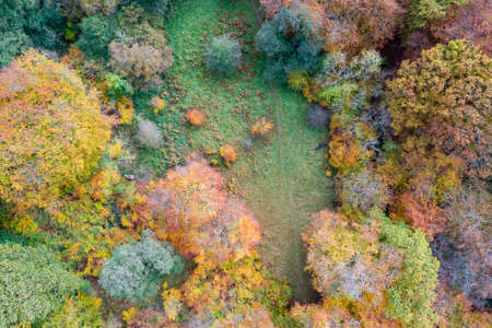 Aerial view of Beech trees in a forest during autumnの写真素材