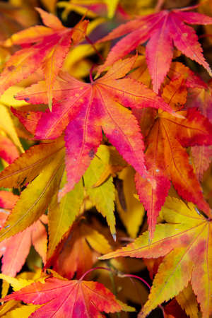 Colorful Maple leaves on a tree during the Autumn