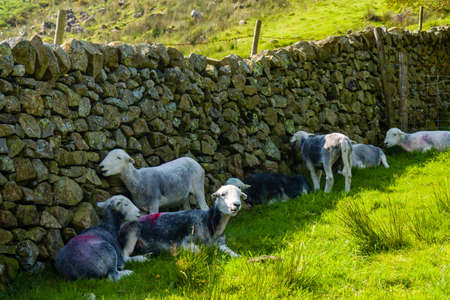 Sheep hiding from hot sunshine in the shade of a stone wall (Lake District, England)の写真素材