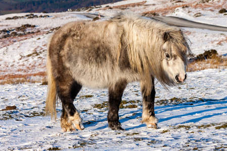Wild Welsh Mountain Pony grazing in the snow on high moorland in the Brecon Beaconsの写真素材