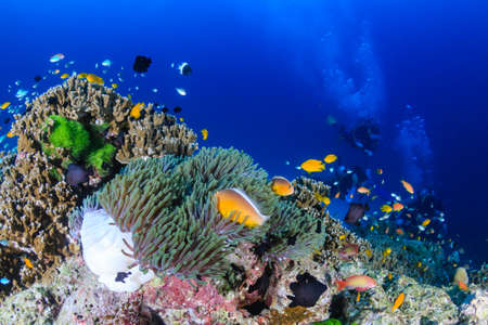 A variety of tropical fish swimming around corals on a tropical reef