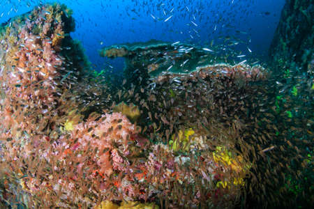 A variety of tropical fish swimming around corals on a tropical reefの写真素材
