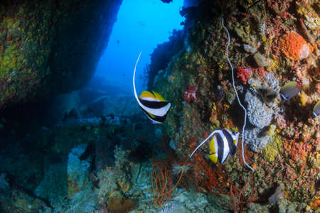 A variety of tropical fish swimming around corals on a tropical reefの写真素材