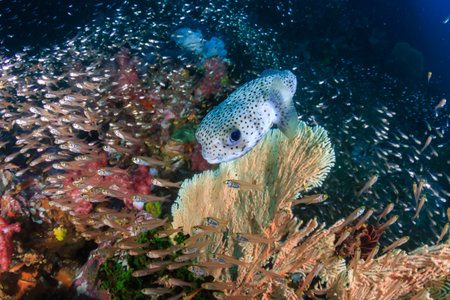 Porcupine fish on a colorful tropical coral reef