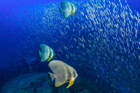 School of Batfish (Spadefish) in clear blue water above a coral reef.の写真素材