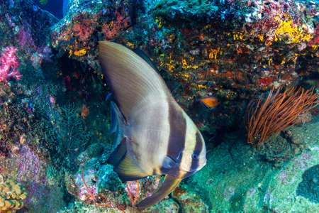 Batfish on a tropical coral reef at Koh Tachai Island, Thailandの写真素材