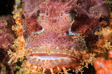 Close up of a Bearded Scorpionfish (Scorpaenopsis barbata) on a coral reef in Myanmar (Mergui Archipelago)の写真素材