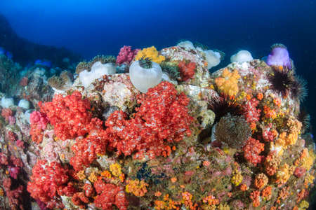 Beautiful, colorful soft corals on a tropical reef in the Mergui Archipelago, Myanmar (Andaman Sea)の写真素材