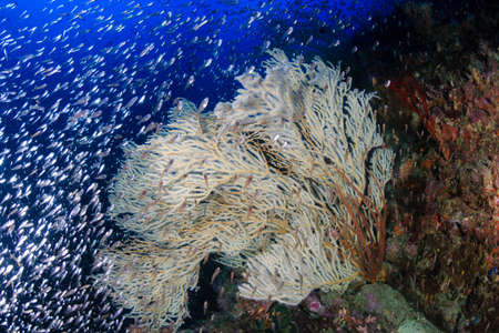Beautiful tropical coral reef with soft corals and colour at Black Rock in the Mergui Archipelago of Burma (Andaman Sea)の写真素材
