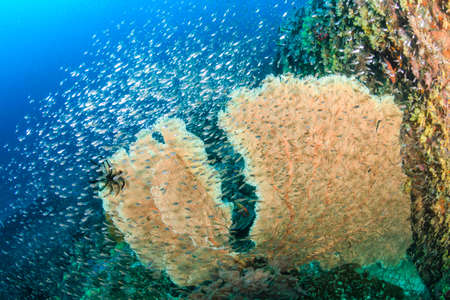 Beautiful Gorgonian Seafan surrounded by tropical fish in the Mergui Archipelago, Myanmarの写真素材