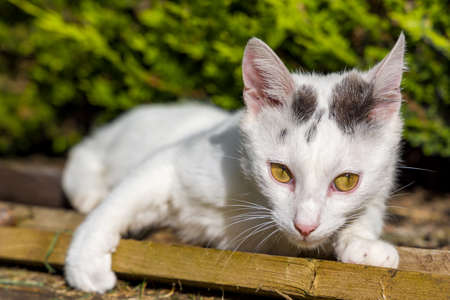 Young white domestic cat lying in the sun in a residential gardenの写真素材