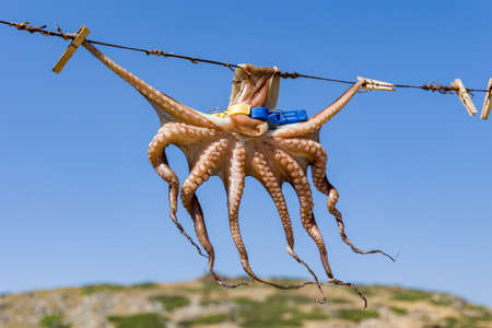 A small Octopus drying in the sun at Mochlos, Creteの写真素材