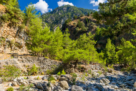 Beautiful pine trees and towering cliffs in a huge natural canyon (Samaria Gorge, Crete, Greece)の写真素材