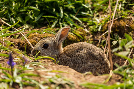 Wild Rabbits feeding in a grassy area on Skomer Island, Wales, UK