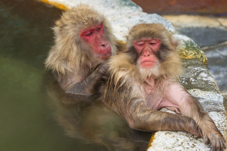 Japanese Macaques (Macaca fuscata) grooming each other in a volcanic spring (Onsen) on Hokkaido...