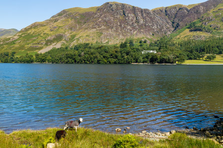 Sheep feeding on the shores of a large, scenic lake (Buttermere, Lake District)の写真素材