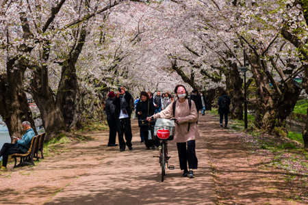 HIROSAKI, JAPAN - APRIL 18 2023: Crowds of people enjoying the beautiful peak bloom of Japanese Sakura (Cherry Blossom) in Hirosaki, Northern Honshu, Japanのeditorial素材