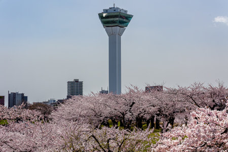 HAKODATE, JAPAN - APRIL 21 2023: Beautiful pink Sakura (Cherry Blossom) in Goryakaku Park on the northern Japanese island of Hokkaidoのeditorial素材
