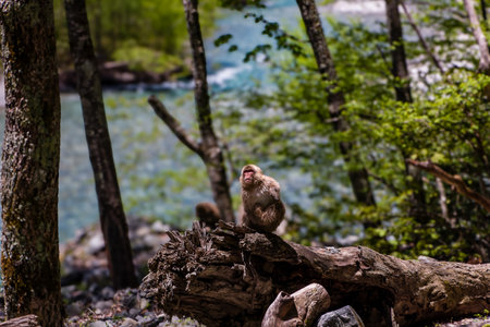Japanese Snow Monkey on an old, fallen tree next to a river in Kamikochi, Nagano Prefectureの写真素材