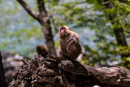Wild Japanese Macaque (Snow Monkey) in a forest in the Northern Japanese Alpsの写真素材