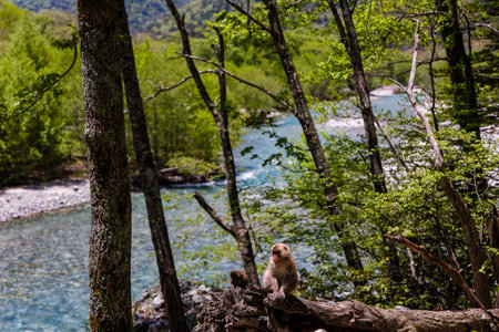 Wild Japanese Macaque (Snow Monkey) in a forest in the Northern Japanese Alpsの写真素材