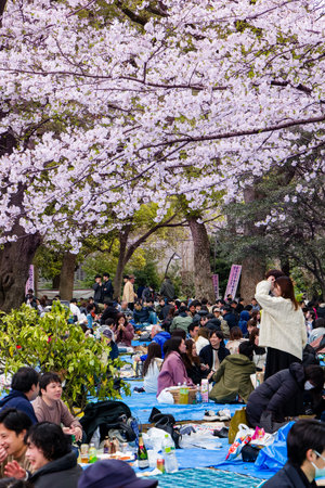 TOKYO, JAPAN - APRIL 06 2024: Huge crowds of people celebrating Cherry Blossom blooming (Hanami) in...