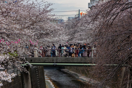 TOKYO, JAPAN - APRIL 06 2024: Crowds of people celebrating Hanami (Cherry Blossom bloom) along the Meguro River in Tokyo. This was the latest bloom in 10 years.のeditorial素材