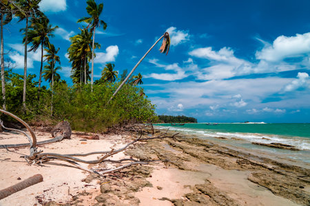 Palm trees and drift wood on a small tropical sandy beach in Thailandの写真素材