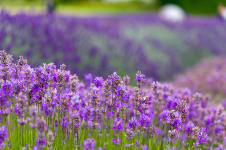 Beautiful purple Lavender in the rural English countrsideの写真素材