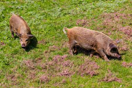 Family of young pigs grazing in a field in mid Wales