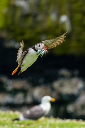 Closeup of an Atlantic Puffin (Fratercula arctica) in flight with a beak full of Sand Eelsの写真素材