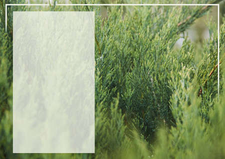 Frame flowers , Creative layout made with green leaves background. Nature concept. Summer poster.