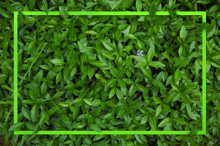 Creative layout composition frame of juicy green leaves with beautiful texture with paper card note, macro. Flat lay.の写真素材