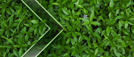Frame for natural background from juicy green leves with drops after rain.