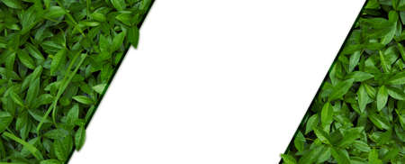 Frame for natural background from juicy green leves with drops after rain.の写真素材