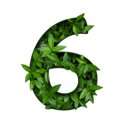 number from green leaves cut out on a white background.の写真素材