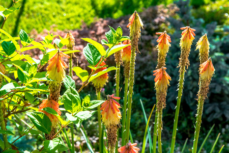 beautiful landscaping with beautiful plants and flowersの写真素材