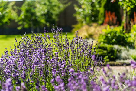 beautiful landscaping with beautiful plants and flowersの写真素材