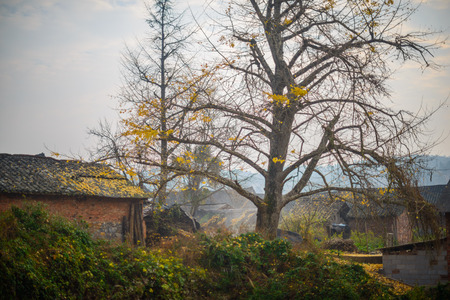 Ocean Township ginkgoの写真素材