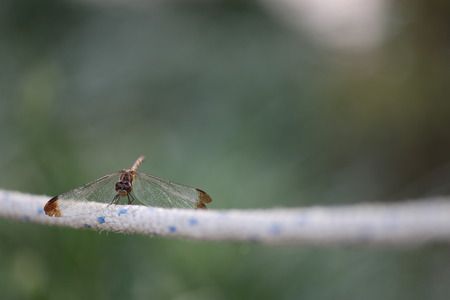 dragonflyの写真素材