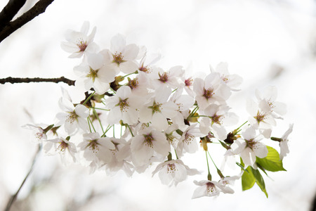 cherry blossomsの写真素材