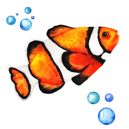 Big Orange Clownfish Handdrawing Watercolor Illustration a High Resolutionの写真素材