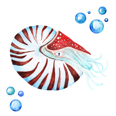 Nautilus Pompilius Clam Handdrawing Watercolor Illustration a High Resolutionの写真素材